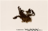 藏品(馬氏曲尾苔)的圖片